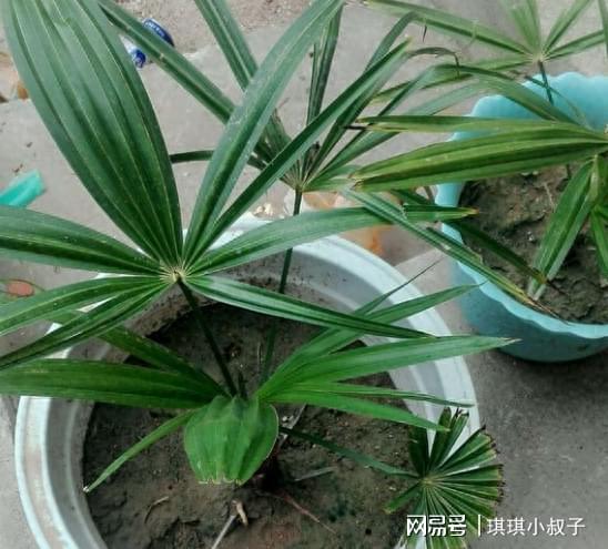 室外最好养活的绿植盆栽