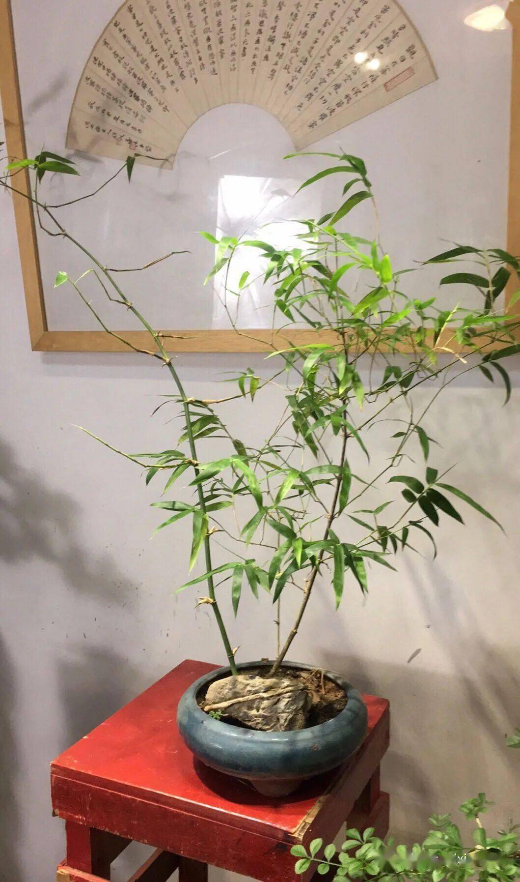 室内绿植盆栽之选，勒竹绿植盆栽的独特魅力