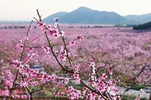 北京奥林匹克公园桃花节的盛丽与魅力